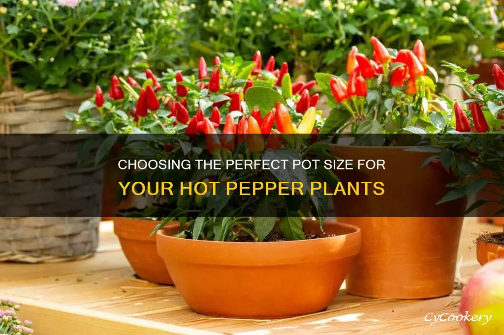 how big a pot for hot peppers