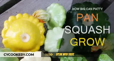 Exploring Patty Pan Squash: How Large Can They Grow?
