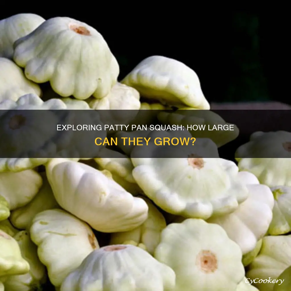 how big can patty pan squash grow