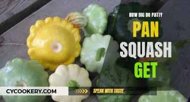 Growing Patty Pan Squash: How Large Do They Get?