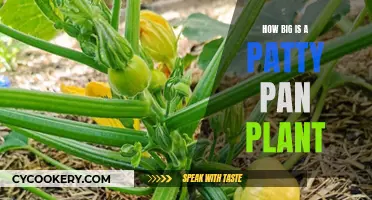 Expansive Patty Pan Plants: How Big Do They Grow?