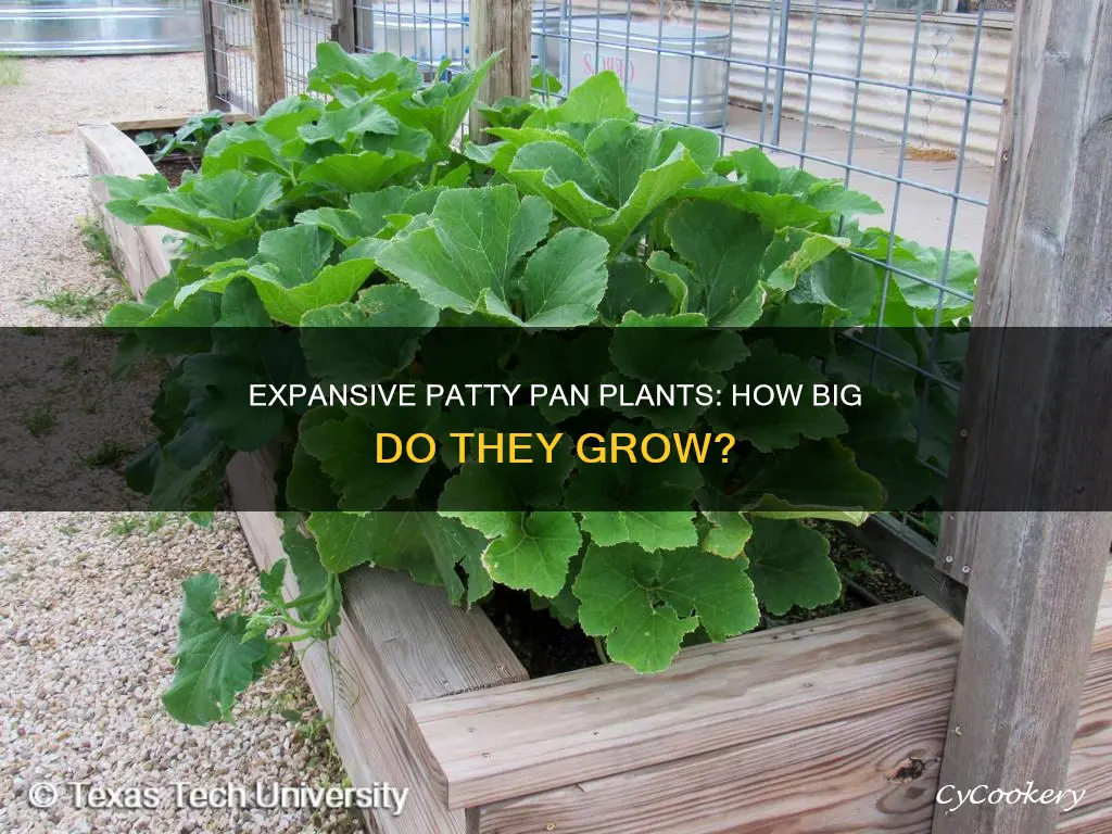 how big is a patty pan plant