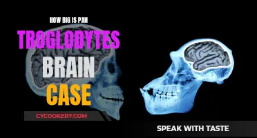 Understanding the Brain Capacity of Pan Troglodytes