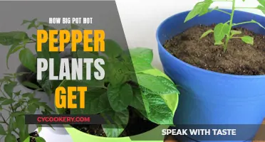 Understanding the Growth Potential of Hot Pepper Plants