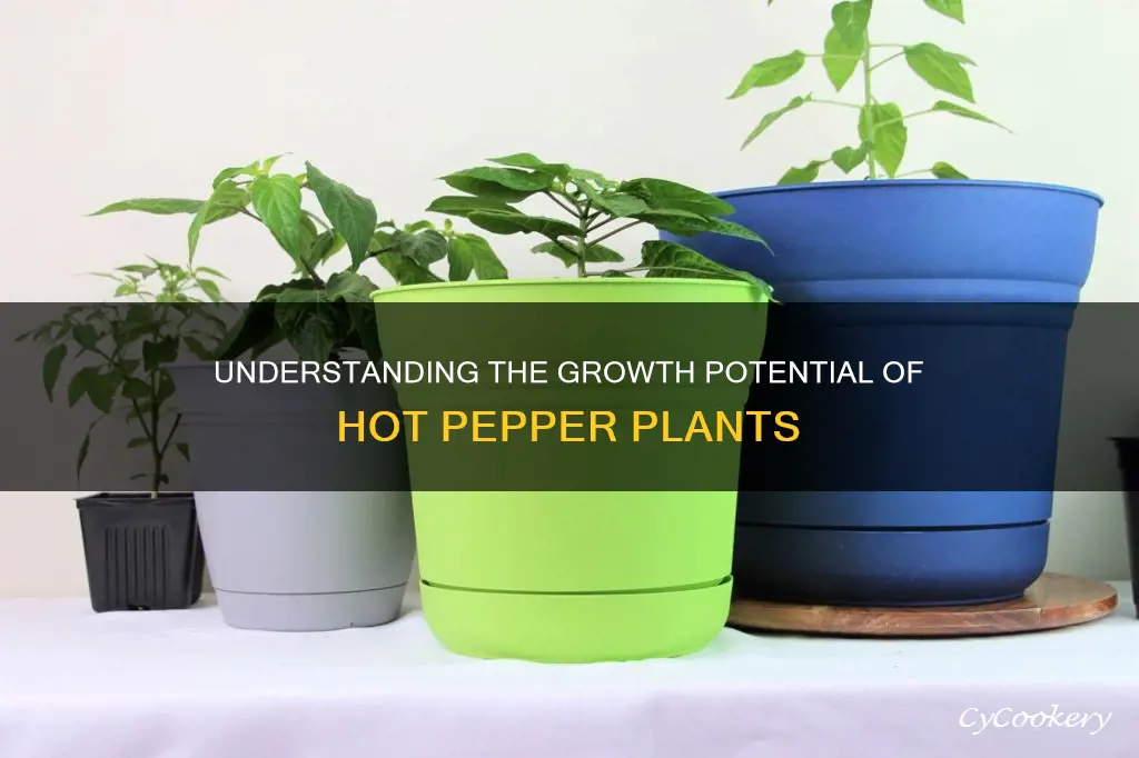 how big pot hot pepper plants get