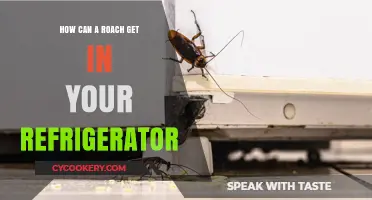 Cockroaches in Your Fridge: How They Get In and How to Keep Them Out