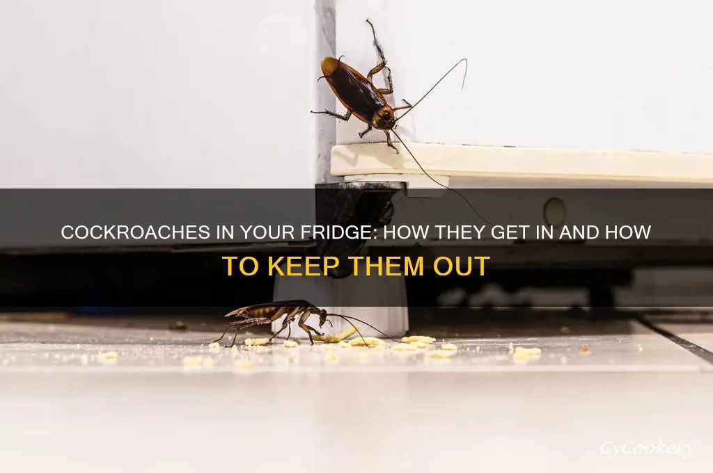 how can a roach get in your refrigerator