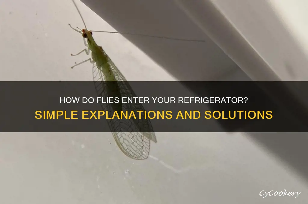 how can flies get in refrigerator