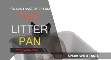 Teach Your Cat to Use the Litter Pan
