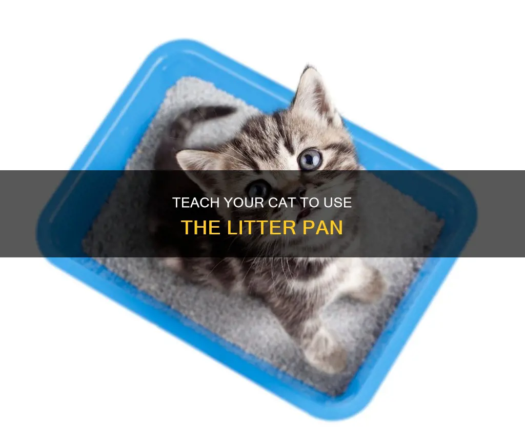 how can I make my cat use the litter pan