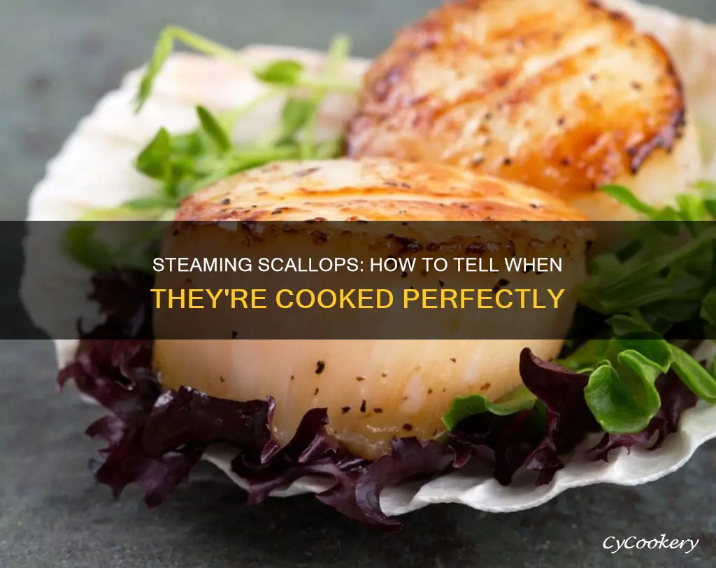 how can i tell if steamed scallops are cooked