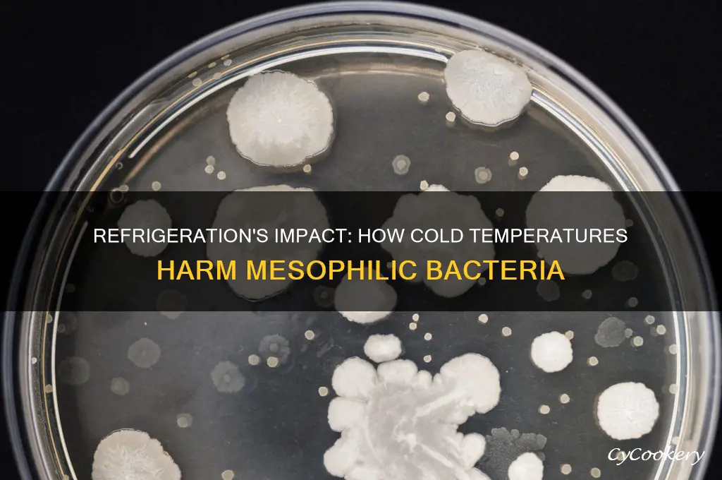 how can refrigerating mesophils hurt them