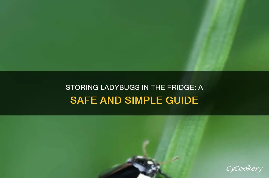 how can you store ladybugs in the refrigerator