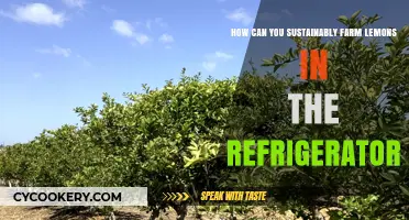 Eco-Friendly Lemon Farming: Sustainable Refrigerator Techniques for Fresh Citrus
