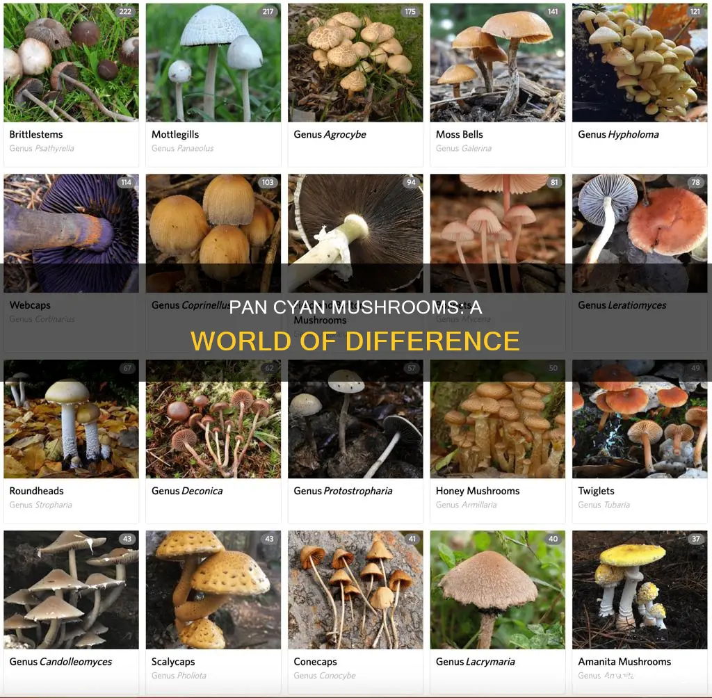 how different ar pan cyan mushrooms