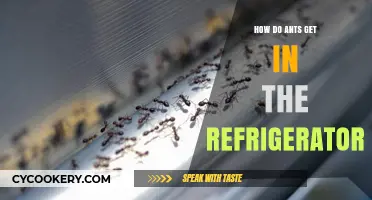 Ants in the Fridge: Uncovering Their Sneaky Entry Secrets