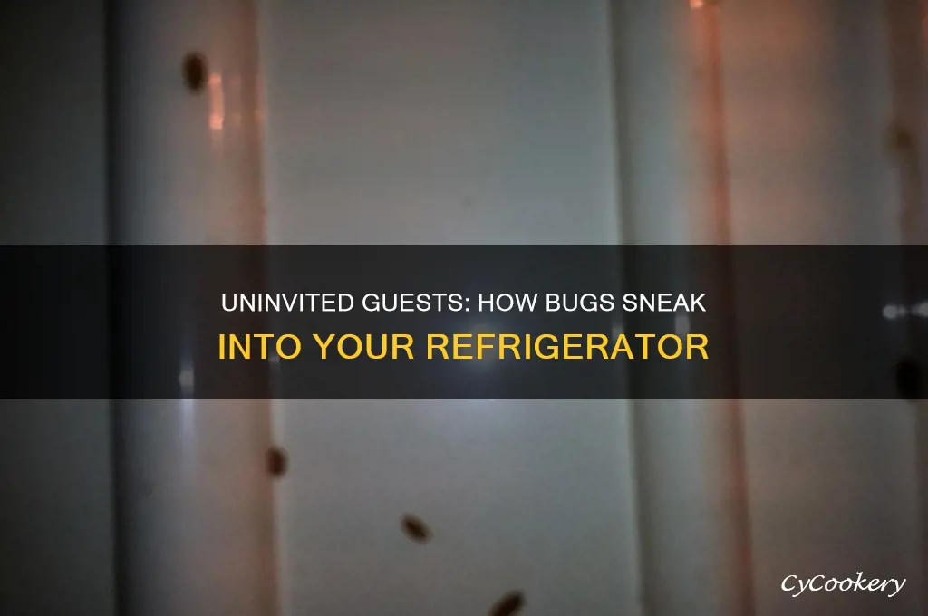 how do bugs get in the refrigerator