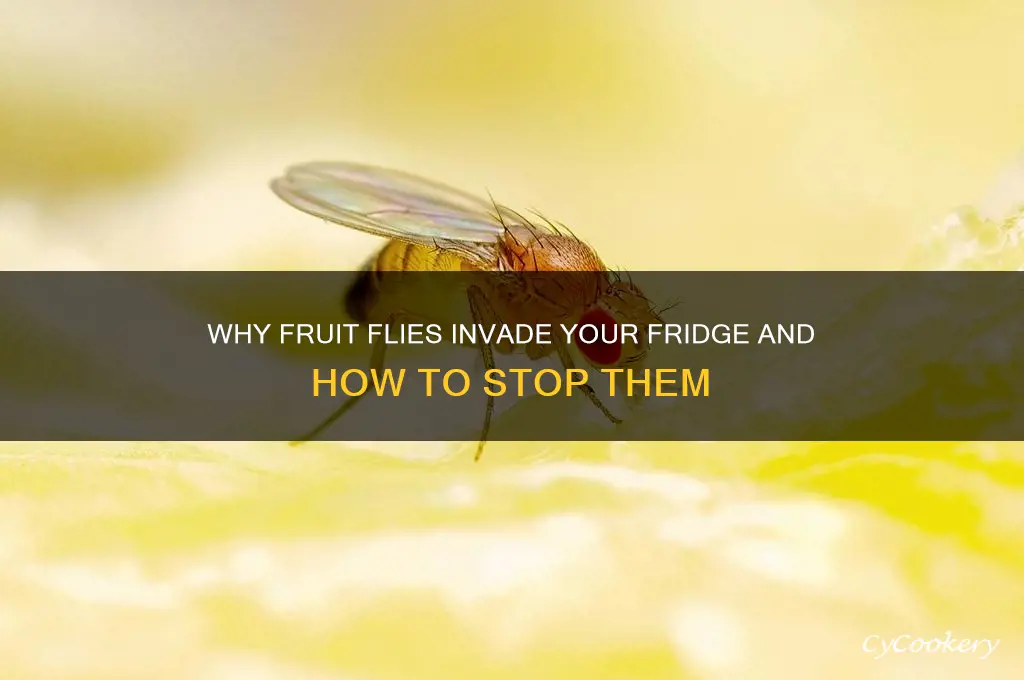 how do fruit flies get in refrigerator