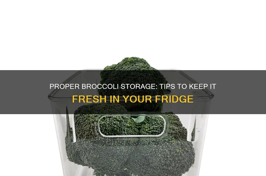 how do i store broccoli in the refrigerator