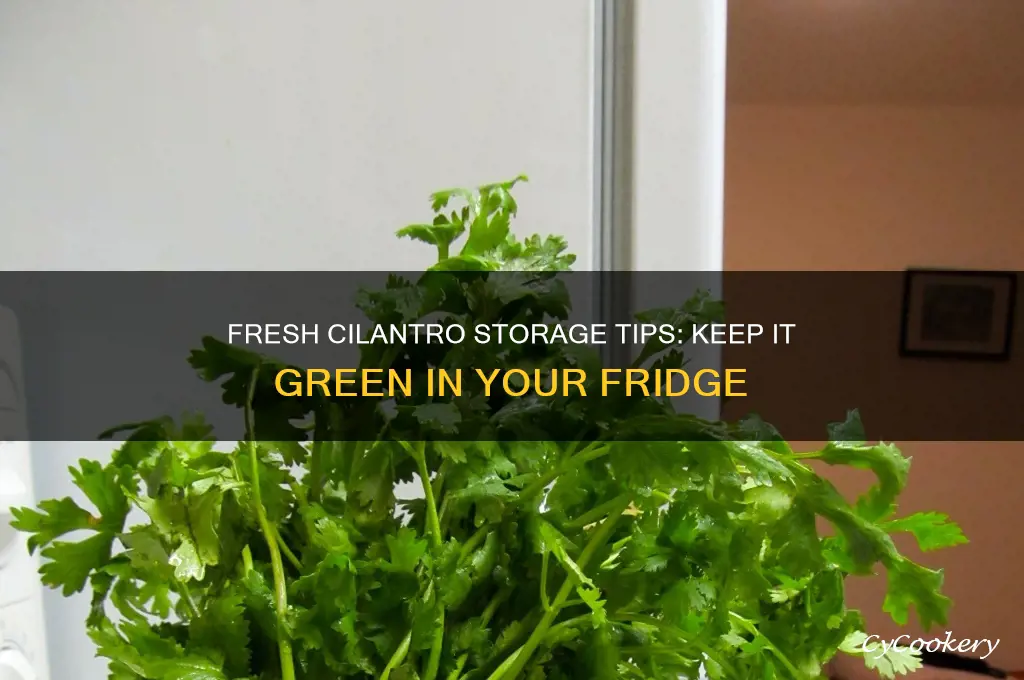 how do i store cilantro in the refrigerator