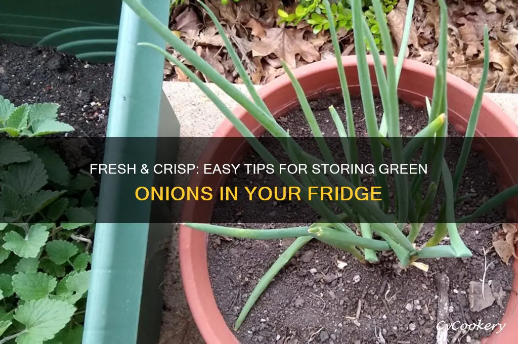 how do i store green onions in the refrigerator