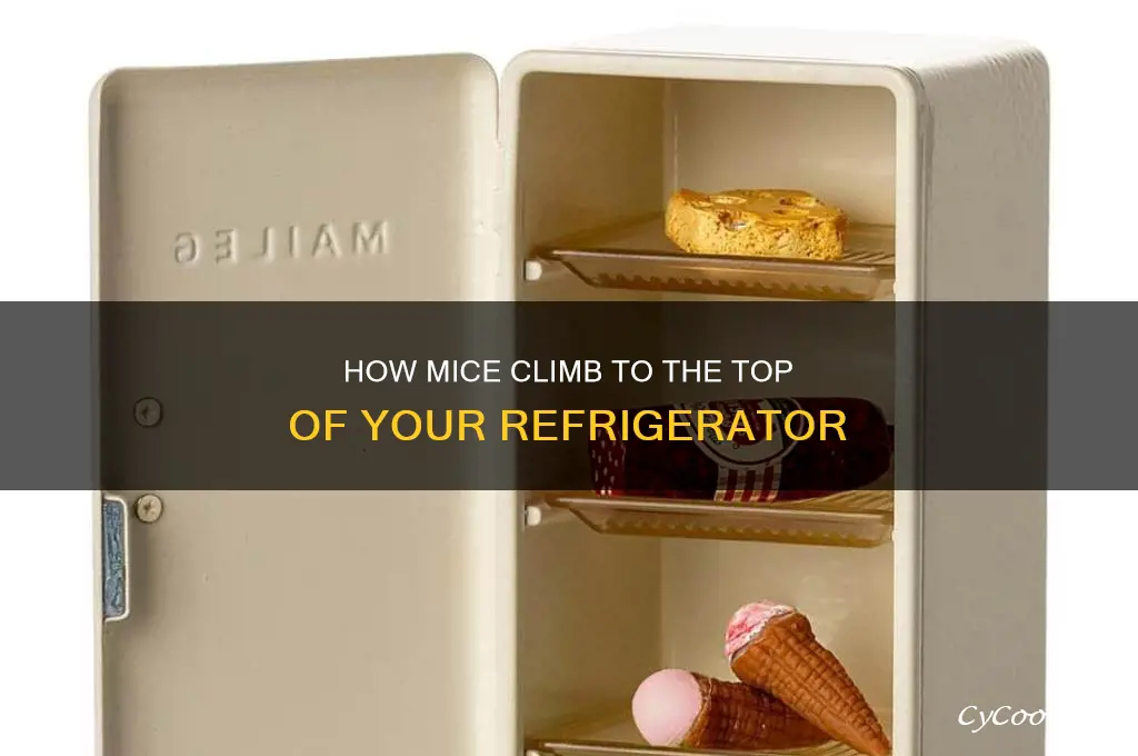 how do mice get on top of my refrigerator