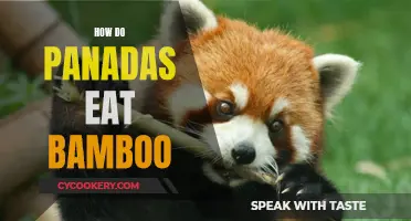 Pandas' Bamboo Diet: How Do They Eat It?