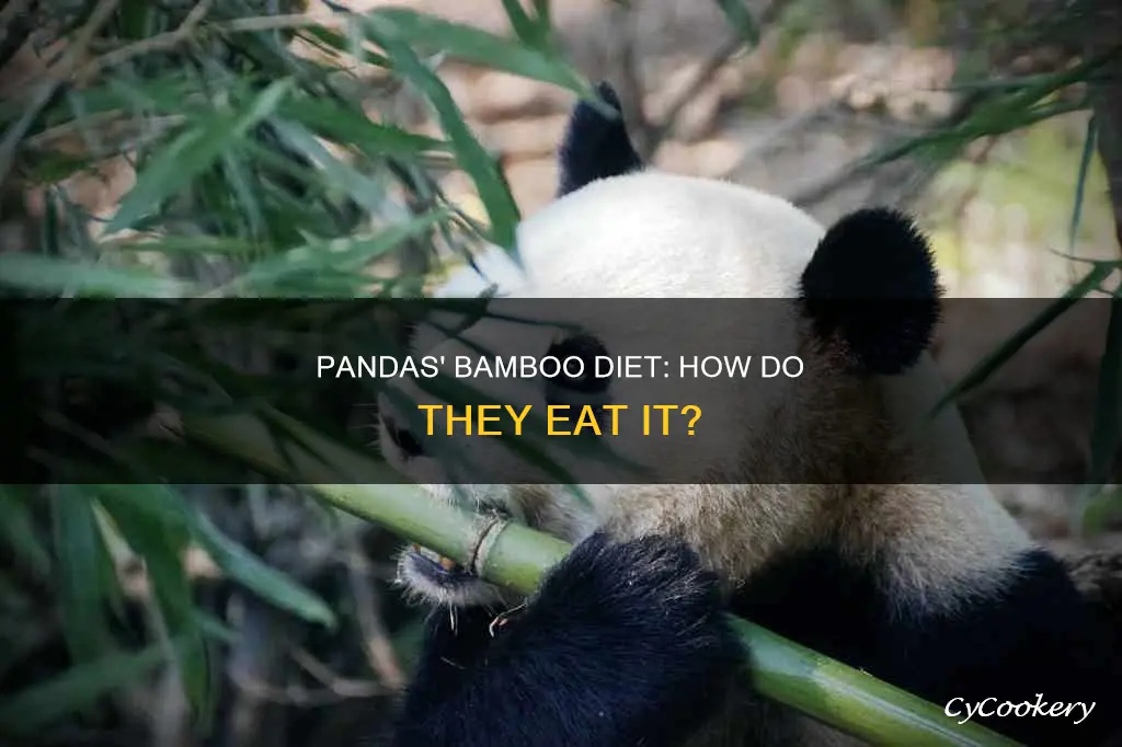 how do panadas eat bamboo