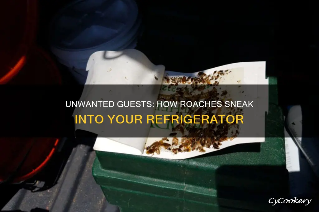how do roaches get in my refrigerator