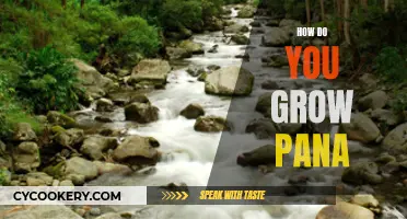 Growing Pana: A Comprehensive Guide for Beginners