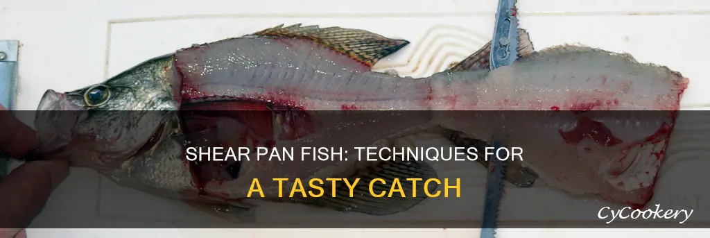 how do you shear pan fish