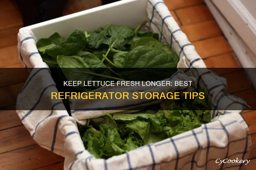 how do you store lettuce in the refrigerator