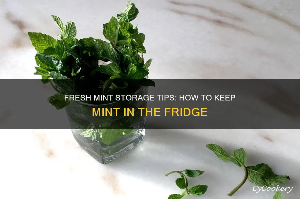 how do you store mint in the refrigerator