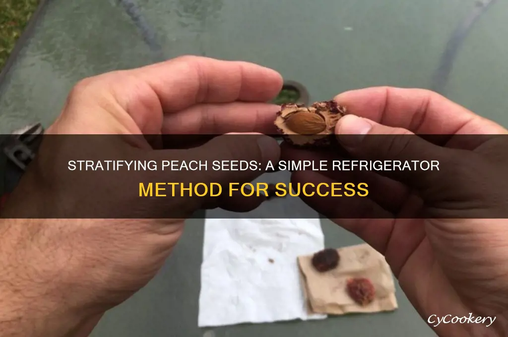 how do you stratify peach seeds in the refrigerator