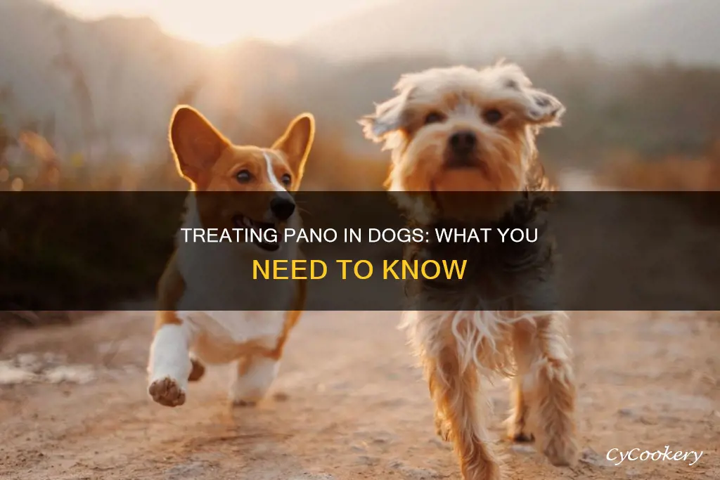 how do you treat pano in dogs