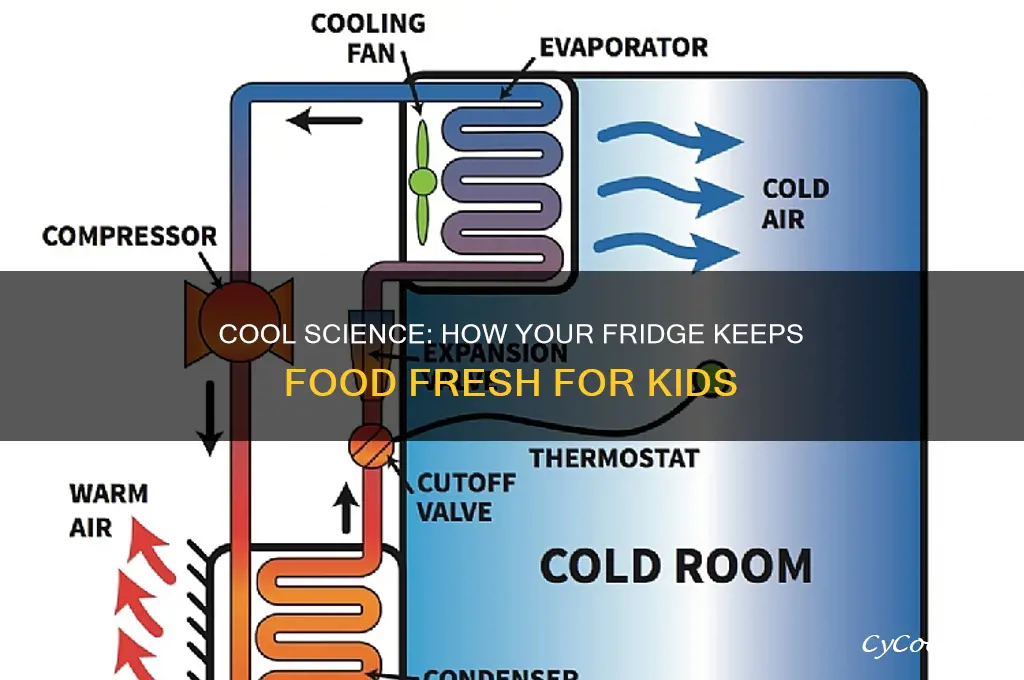 how does a refrigerator work for kids