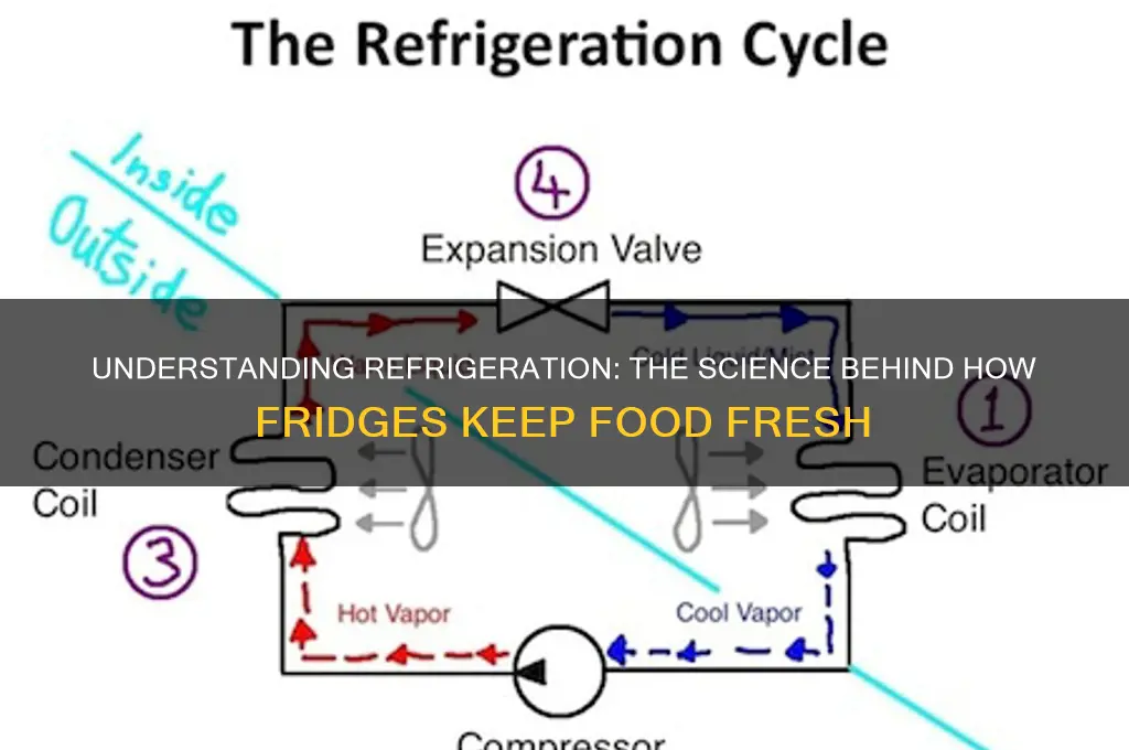 how does a refrigerator work science abc
