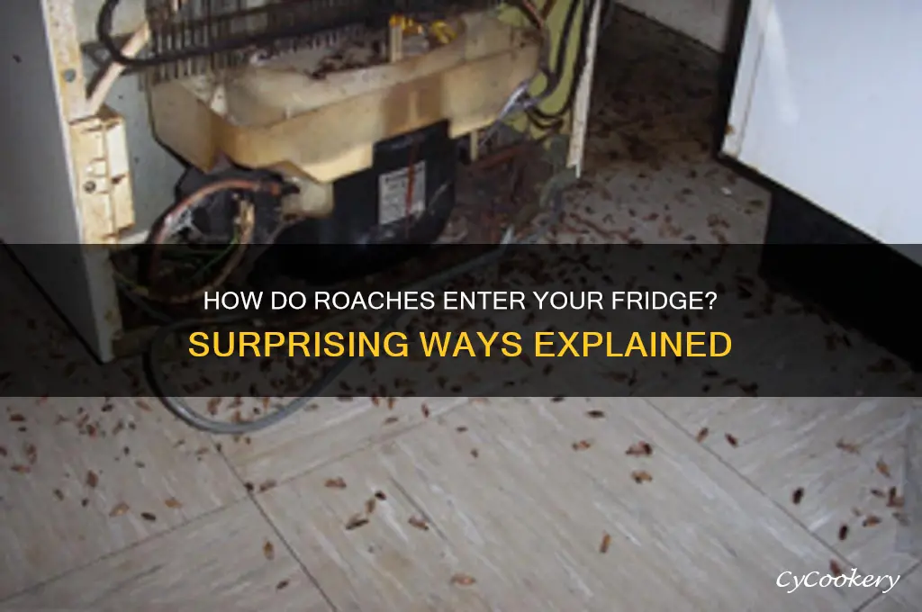 how does a roach get in a refrigerator