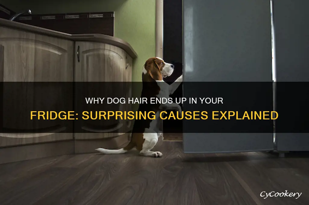how does dog hair get in refrigerator