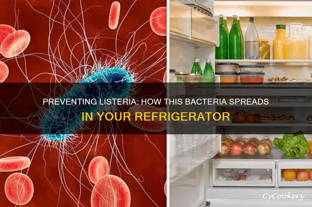 how does listeria spread in the refrigerator