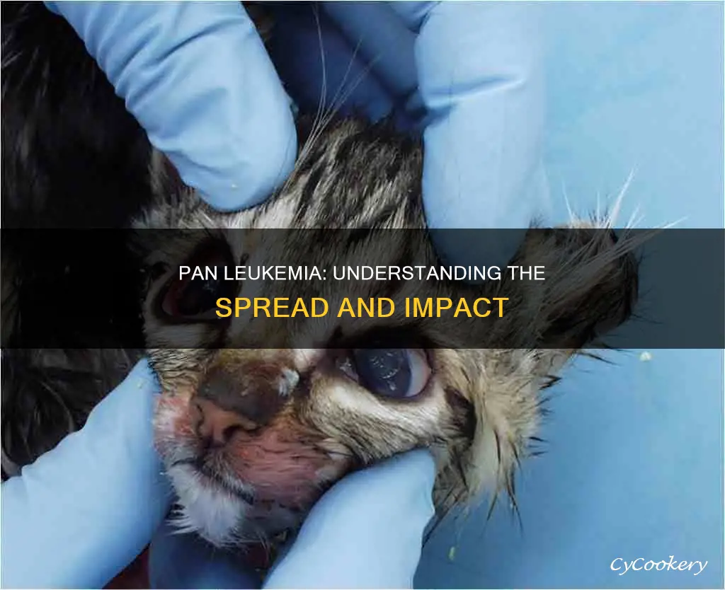 how does pan leuk spread