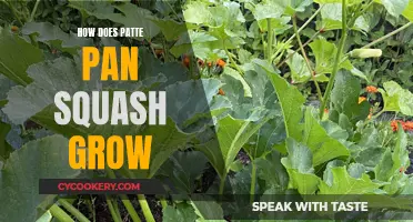 Pattypan Squash: A Guide to Growing