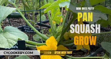 Patty Pan Squash: A Guide to Growing