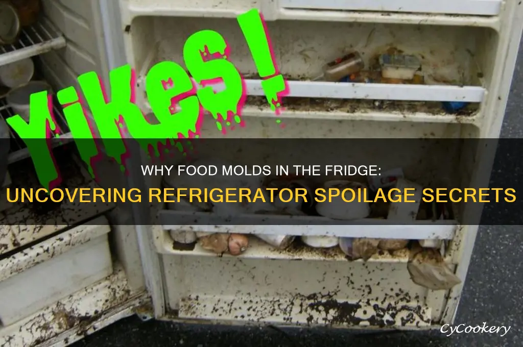 how does something get moldy in a refrigerator