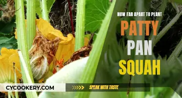Planting Patty Pan Squash: Spacing for Best Results