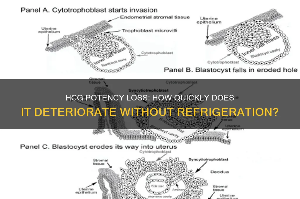 how fast does hcg lose potency not refrigerated