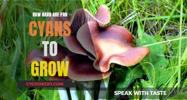 Growing Pan Cyans: An Easy or Tricky Affair?
