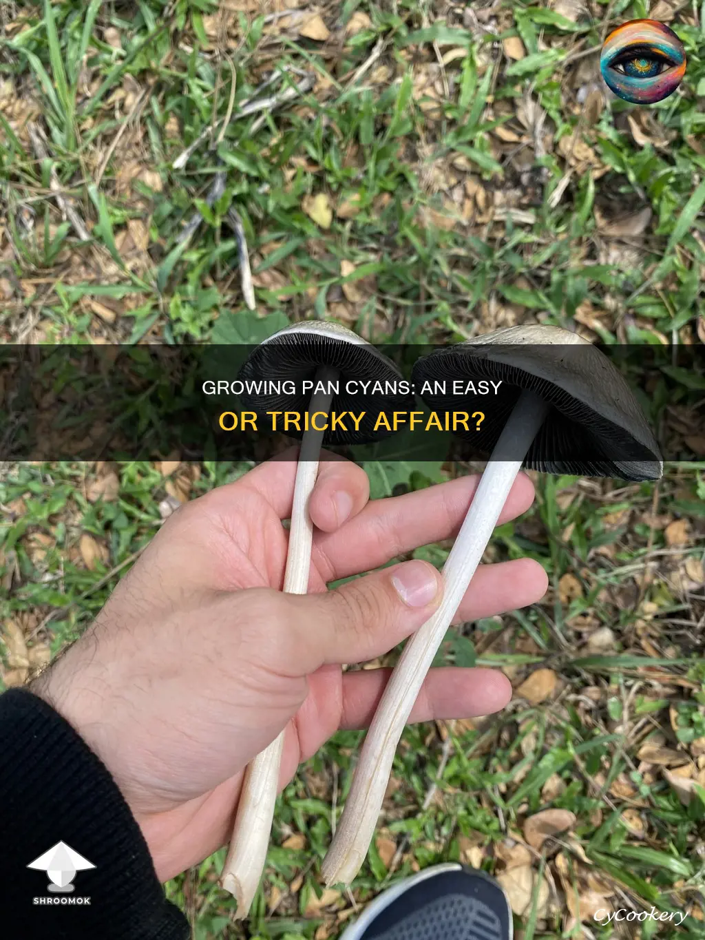 how hard are pan cyans to grow