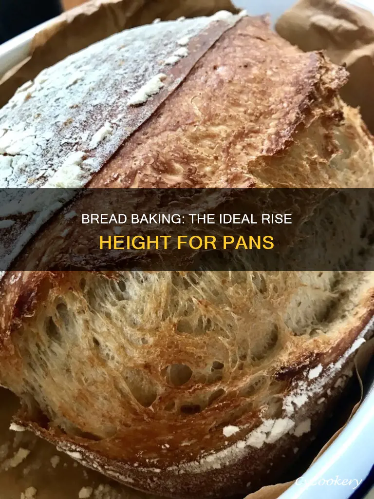 how high should bread rise in pan before baking