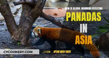 Pandas in Peril: Global Warming's Asian Impact